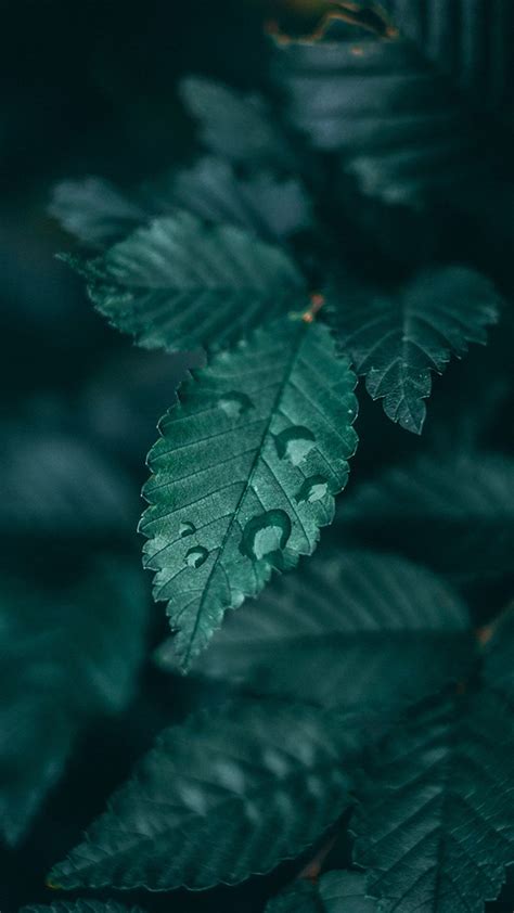 Aesthetic Purple And Green | Dark green wallpaper, Leaf photography ...