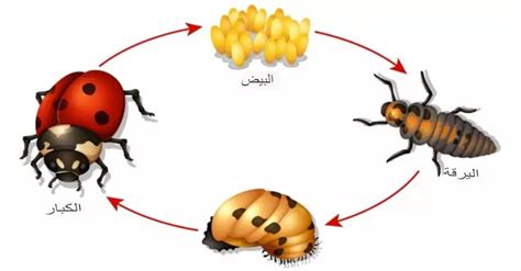 دورة حياة الخنفساء – الجزيرة العربية نيوز