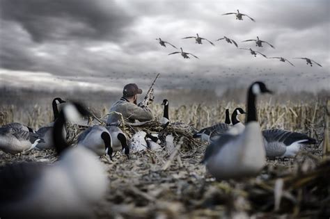 Cool Duck Hunting Wallpapers - Duck Hunting Hd Wallpapers | goawall