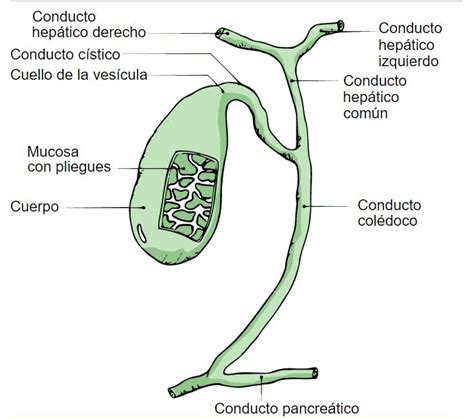 DevelopingMedicine: VESICULA BILIAR