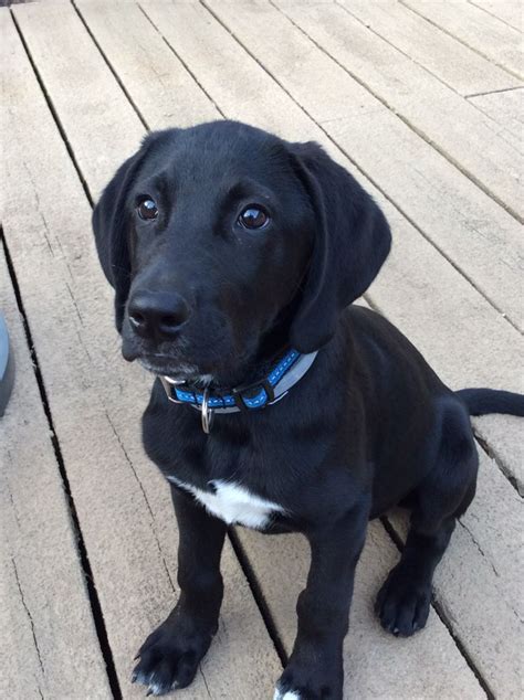 Tree Walker Coonhound/Labrador Retriever mix | Treeing walker coonhound ...