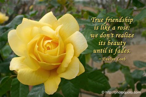 Yellow Rose Friendship Quotes. QuotesGram