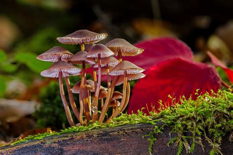 Download Fall Close-up Nature Mushroom 4k Ultra HD Wallpaper