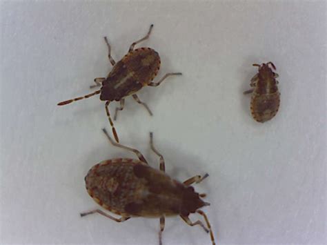 False Chinch Bugs - Foothill Sierra Pest Control