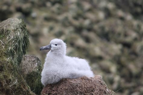 What do wandering albatross chicks do to pass the time between feeds? - ABC News