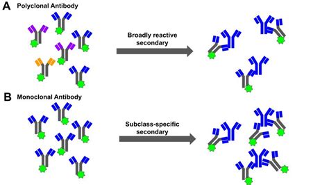 Antibodies 101: Choosing the Right Isotype