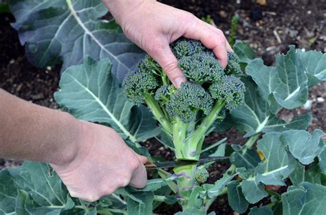 Picking Your Broccoli » Top Harvesting Tips