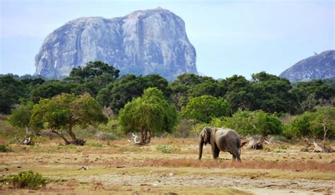 Everything You Need To Know About Yala National Park