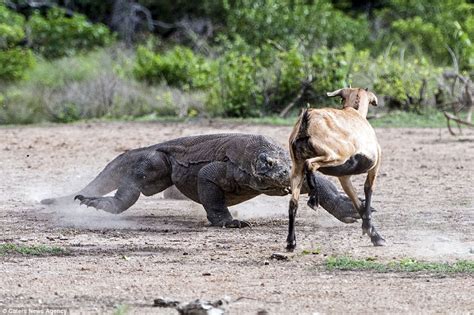 Terrifying Encounter: Enormous Komodo Dragons Hunt and Conquer an ...