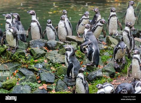 Dudley zoo penguins hi-res stock photography and images - Alamy