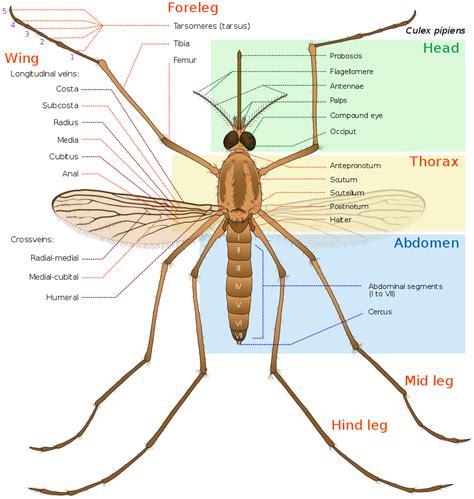 Bloodsuckers: 7 Things You Should Know About the Mosquito — Stanford Blood Center