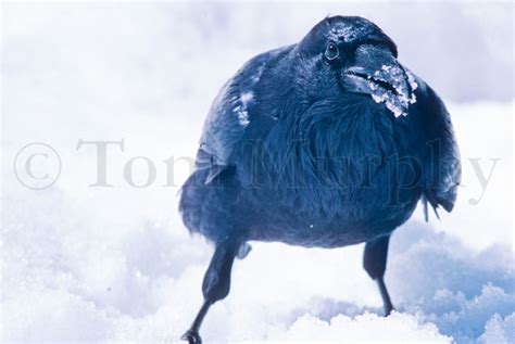 Raven Snow – Tom Murphy Photography