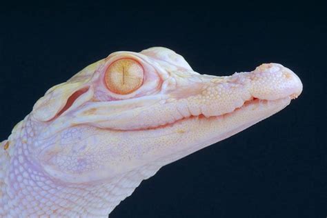 Albino Animals - Amazing Facts and Pictures