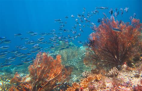 Raja Ampat Snorkeling Is In Our Experience The Best On Earth