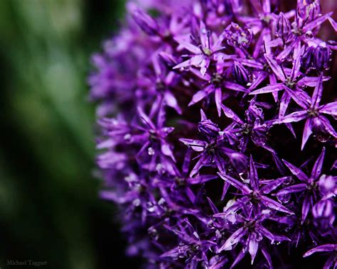 Purple Star Cluster | Candy Clusters + Purple People Eaters … | Flickr