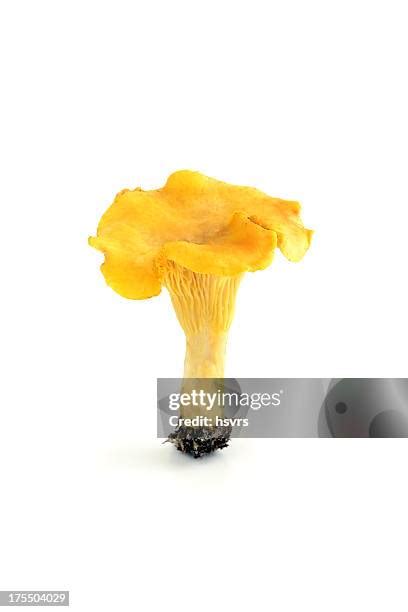 401 Golden Chanterelle Mushroom Stock Photos, High-Res Pictures, and Images - Getty Images