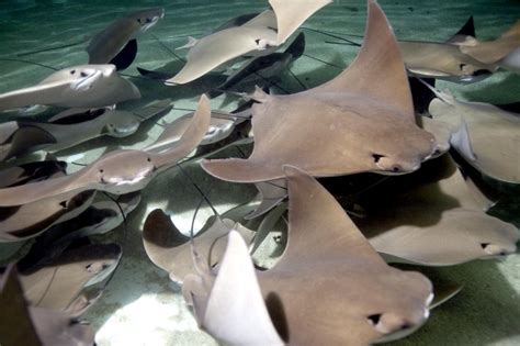 Cownose Stingray – "OCEAN TREASURES" Memorial Library