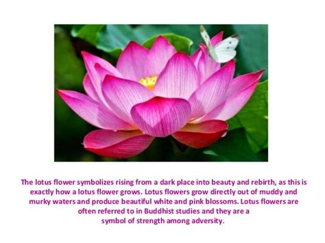 The Lotus Flower pps