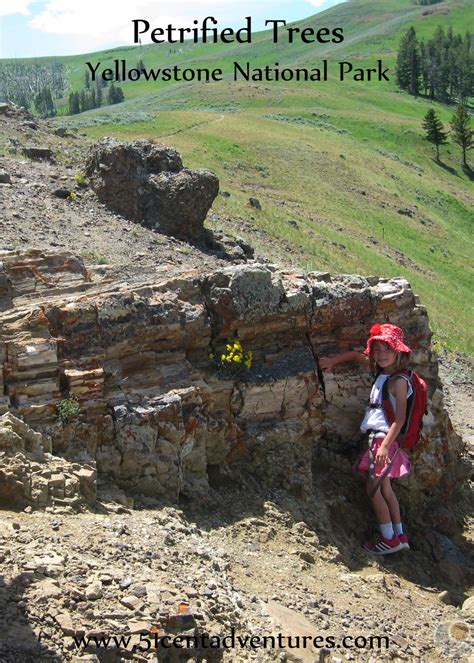 51 Cent Adventures: Petrified Trees in Yellowstone National Park