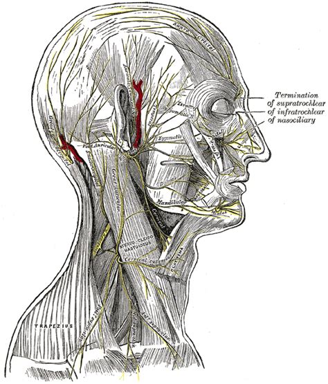 Sternocleidomastoid muscle - wikidoc