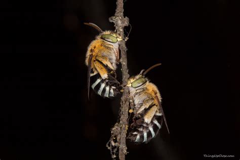 Apocrita (Bees, Wasps and Ants) - Things Up Close | Photography gallery ...