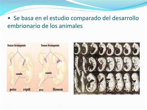 PPT - EVIDENCIAS DE LA EVOLUCIÓN ORGÁNICA PowerPoint Presentation - ID:3709970