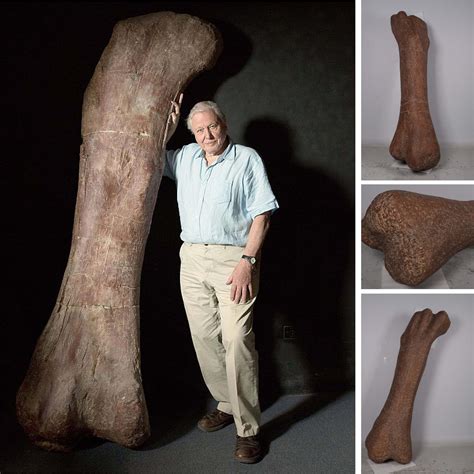 Titanosaur Femur Fossil Bone Sculpture - Australia