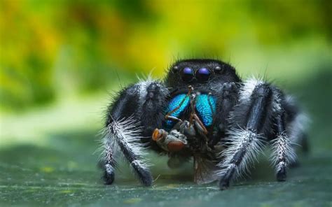 How big do Jumping Spiders get? - The Spider Blog