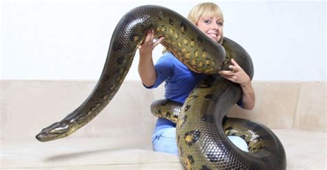 Watch This Gargantuan Anaconda Swallow An Entire Pig Like It's Nothing - A-Z Animals