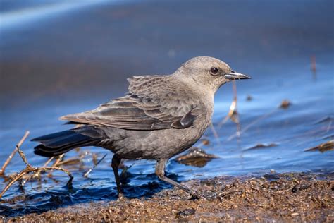 Brewer's Blackbird | Audubon Field Guide