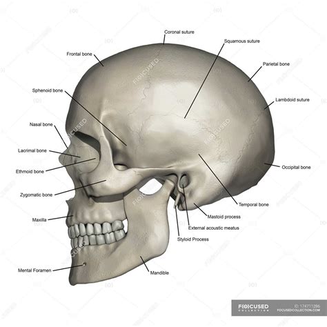 Lateral view of human skull anatomy with annotations — healthcare, skeletal system - Stock Photo ...