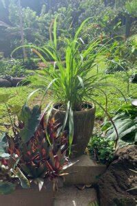 How to Grow Lemongrass (in the Garden and in Containers)