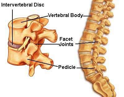 Understanding Spinal Anatomy: Intervertebral Discs