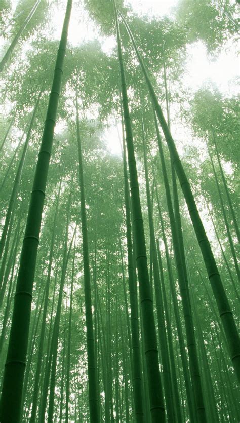 Download Tall Bamboo Forest iPhone Wallpaper | Wallpapers.com