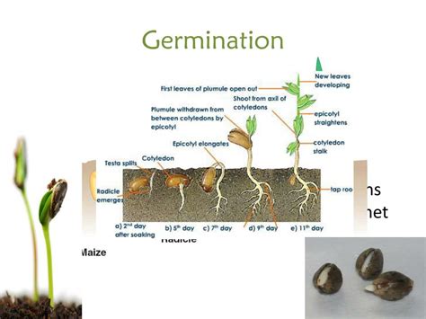 PPT - Seed Germination PowerPoint Presentation, free download - ID:2784930