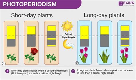 What Is Photoperiodism? - Explore The Process of Photoperiodism and Examples