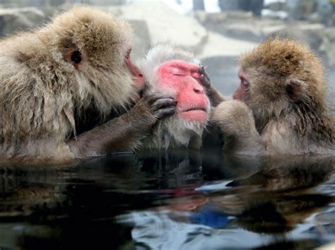 Photos: Japanese Macaque Monkeys Groom Themselves in Hot Spring | TIME.com