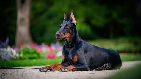 What Wars Used Doberman Pinschers As War Dogs