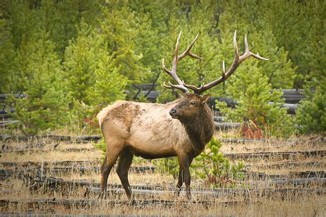 Bull Elk in Yellowstone - Scott MacInnis Photography - Johns Creek, GA