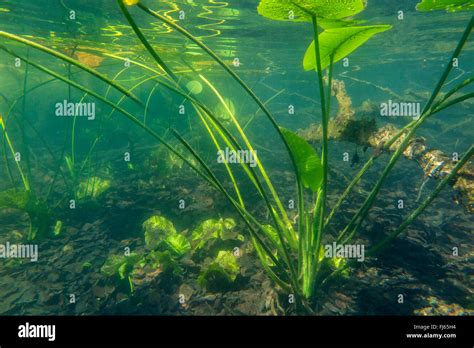 Nuphar lutea underwater hi-res stock photography and images - Alamy