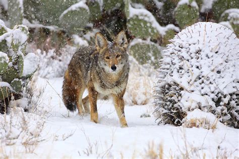 Photographing Arizona's Wildlife — Wild in Arizona