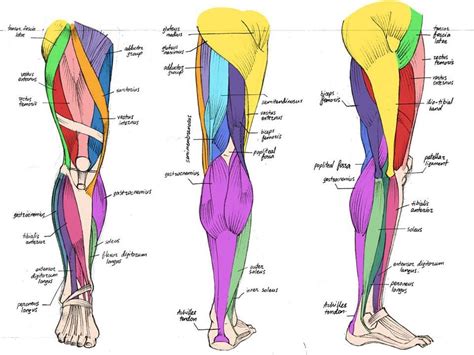 Muscles of the Leg Anatomy