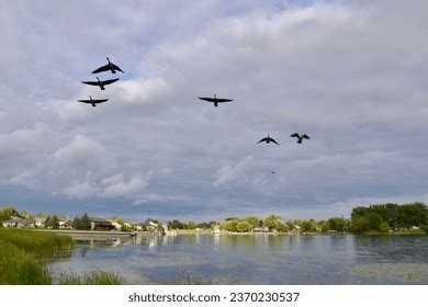 7,729 Canada Goose Flock Images, Stock Photos, 3D objects, & Vectors ...