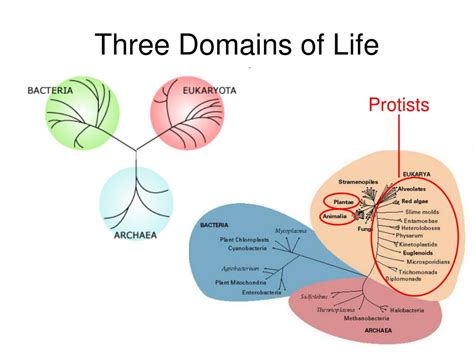 PPT - Three Domains of Life PowerPoint Presentation, free download - ID:6570866