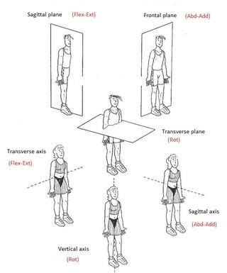 Cartões: Static Postural Assessment | Quizlet | Human body anatomy ...