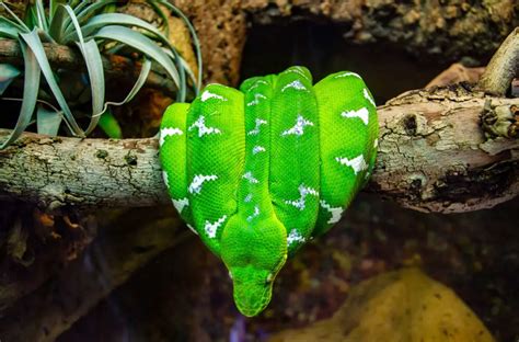 Emerald Tree Boa: Care, Temperament & Breeding - AZ Reptiles