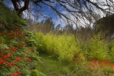 through the forests of Madeira | Madeira, Portugal, July 201… | Flickr