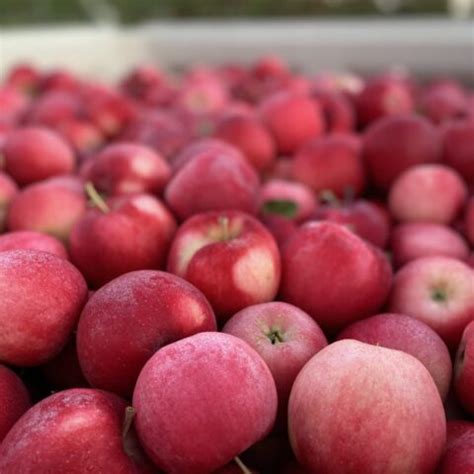 Pine Tree Apple Orchard - Minnesota Grown