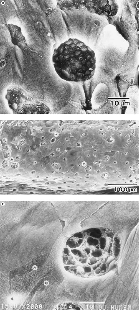 Figure 1 from Riboflavin Deficiency Induces Ocular Surface Damage ...