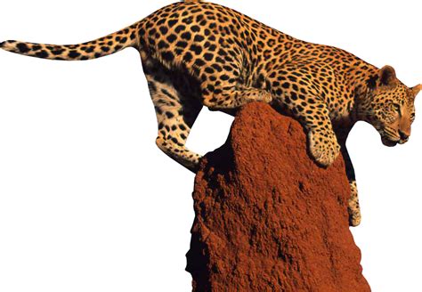 Leopard PNG Transparent Images - PNG All